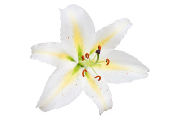 Fototapeta na wymiar white lily on white background