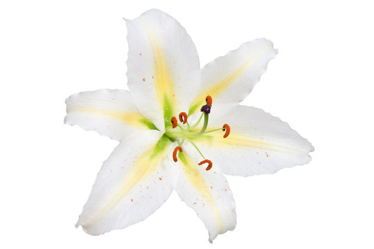white lily on white background