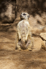 Sitting meerkat