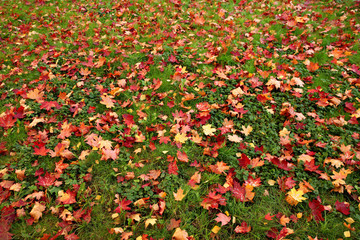 The fallen leaves of the red maple on the green grass