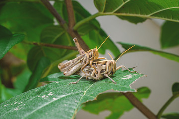 grasshoppers breeding