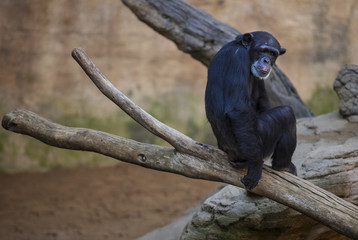Old chimpanzee on the branch