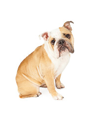 Cute English Bulldog With Sad Expression