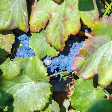 Blue Grape with Fresh Leaves in the Wild