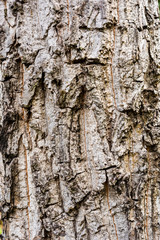 Tree bark texture