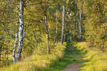 Fototapeta premium Pfad durch Moor- und Waldlandschaft mit Birken im Naturschutzgebiet Duvenstedter Brook in Hamburg