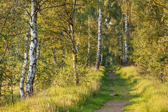 Pfad durch Moor- und Waldlandschaft mit Birken im Naturschutzgebiet Duvenstedter Brook in Hamburg