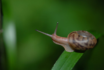 Snail