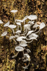 Fototapeta premium Exotic mushroom fungus growing in jungle