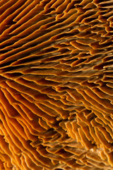 Exotic mushroom fungus growing in jungle