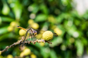 beautiful dragonfly resting on a branch longan
