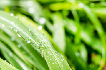 drops of dew on a green grass