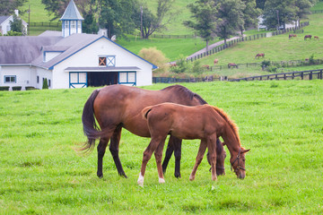 Mare with her colt on pastures of horse farms. - obrazy, fototapety, plakaty