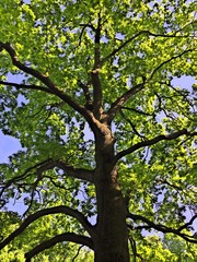 sunny tree