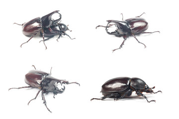 Rhinceros Beetle,Unicorn Beetle isolate on white
