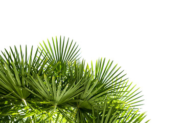 Palm leaves isolated on white