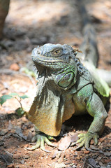 Close-up of green Iguana