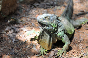 Close-up of green Iguana