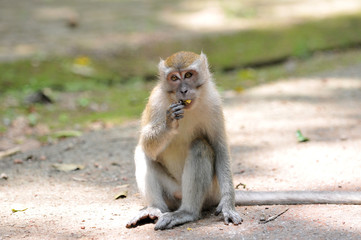 long-tailed macaque, Macaca fascicularis