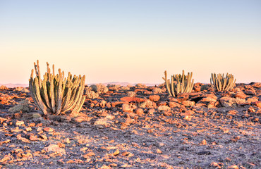 Cactus - Namibia