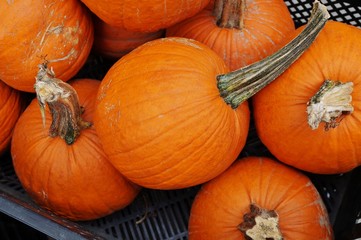Round pumpkins in bulk at the farmers market in the fall
