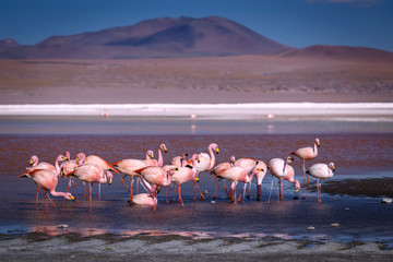 Pink flamingoes in lagoon Colorada, Altiplano, Bolivia