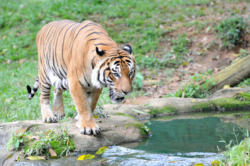 Plakat Malayan tiger (Panthera tigris jacksoni)