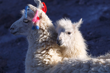 Llamas on the laguna Colorada, Altiplano, Bolivia