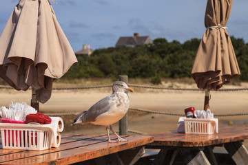 Naklejka premium Seagull on a picnic table looking for scraps on Cape Cod in summer