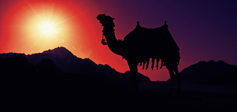 Верблюд на фоне восходящего солнца в пустыне Stock-Illustration | Adobe  Stock