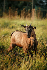 Young brown cameroon goat