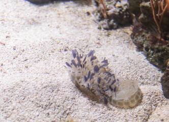 Fototapeta premium Upside down jellyfish, Cassiopea, can be seen in Florida and the Caribbean. 