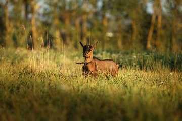 Young brown cameroon goat