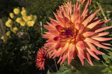 Orange Dahlia in a Flower Garden