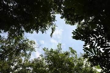 leaf shapes on sky background