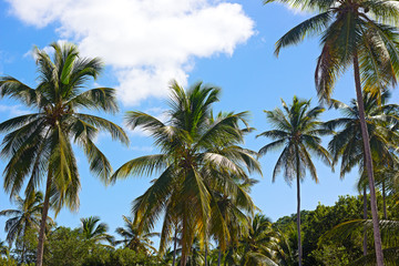 Fototapeta na wymiar Palm trees forest on a tropical island, Thomas Island, US VI. Scenic view of tropical island on a sunny morning.