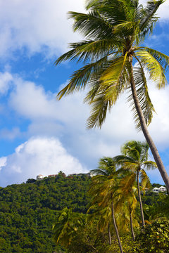 Scenic landscape of tropical island, Thomas Island, US Virgin Islands. Coconut palms with mountains and residential houses against a cloudy blue sky.