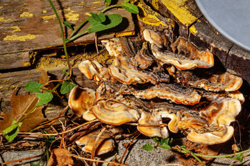 Mushrooms growing on a tree trunk.