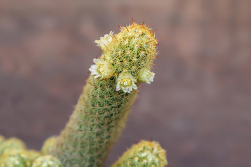 Mammillaria elongate cactus with white flowers.