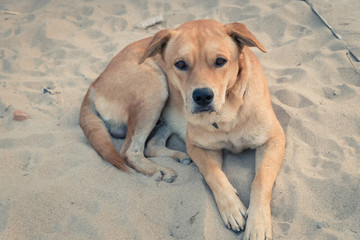 labrador retriever dog lying in sand playground looking