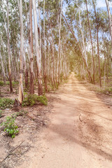 green leaves on the road in autumn forest