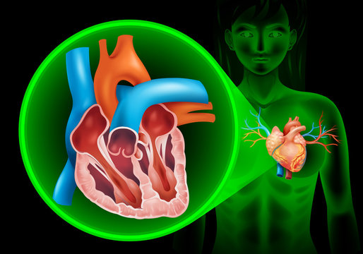 Heartbeat diagram in human