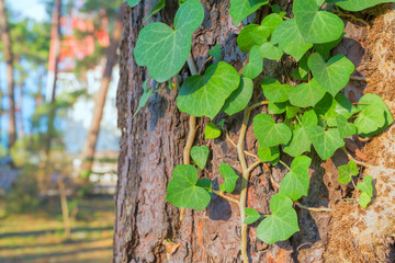 Old tree bark texture