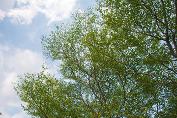 Under the tree with beautful blue sky.