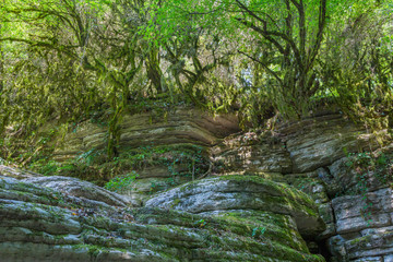 Wild rocks with mossy trees