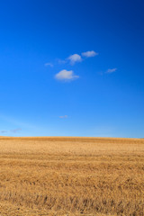 Obraz premium Wheat field and blue sky with clouds