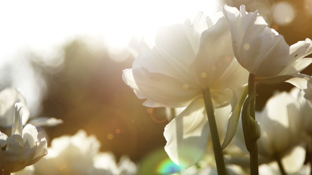 Big snow-white tulips against the sundown, close up