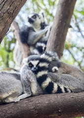 Ring-tailed lemur resting