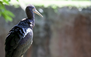 Abdims Stork or Ciconia Abdimii