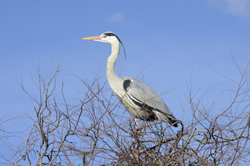 Heron